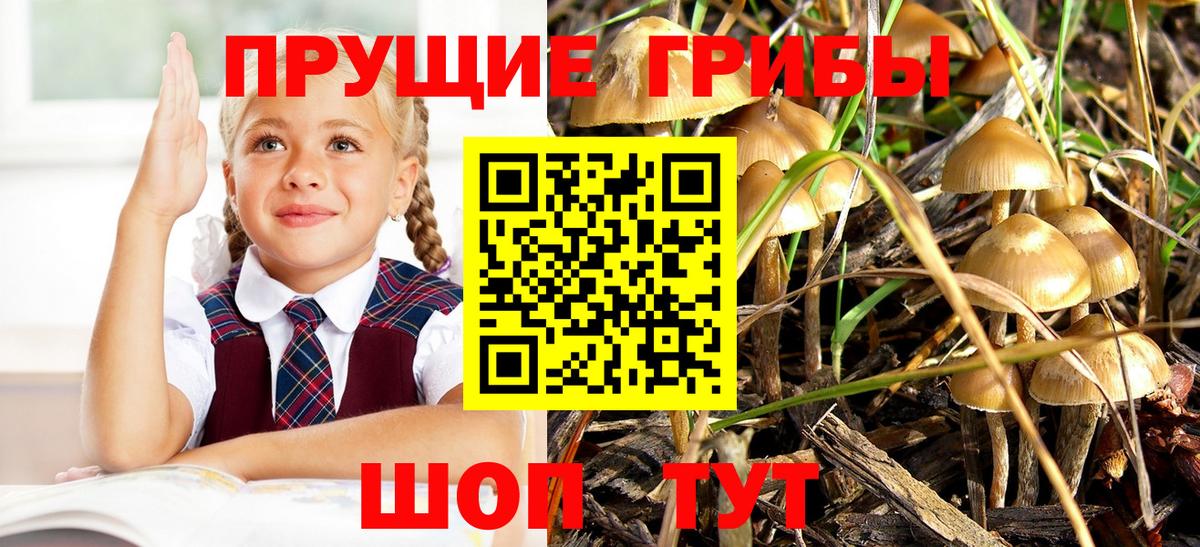 Галлюциногенные грибы Cubensis Астрахань